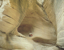 Utah:
